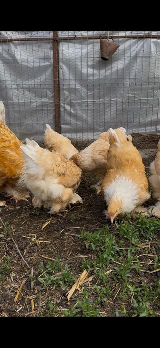 Familie brahma lemon 5+1