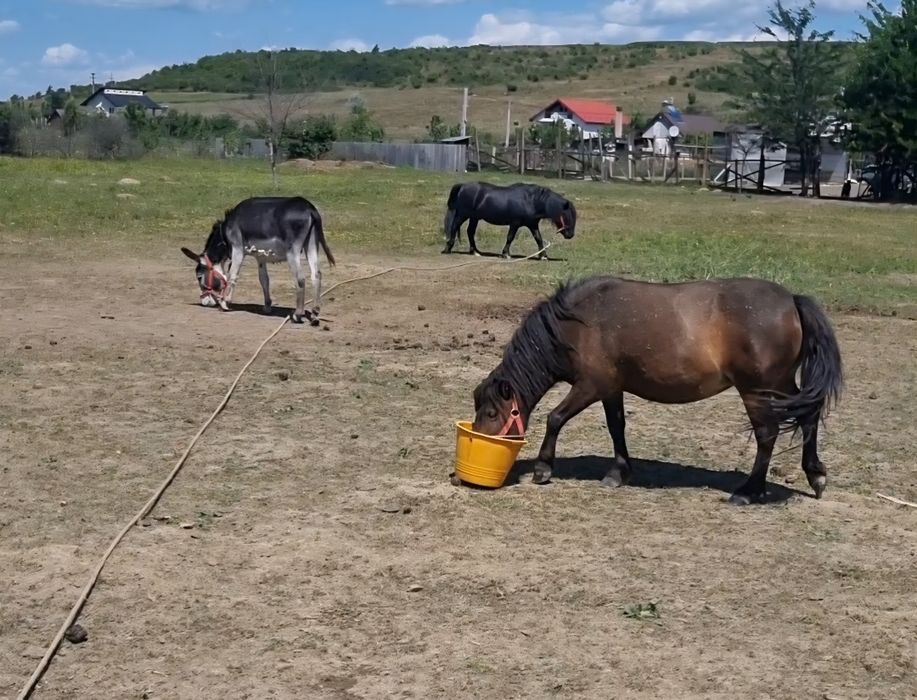 Vând Poneiță, gestantă, 3ani.