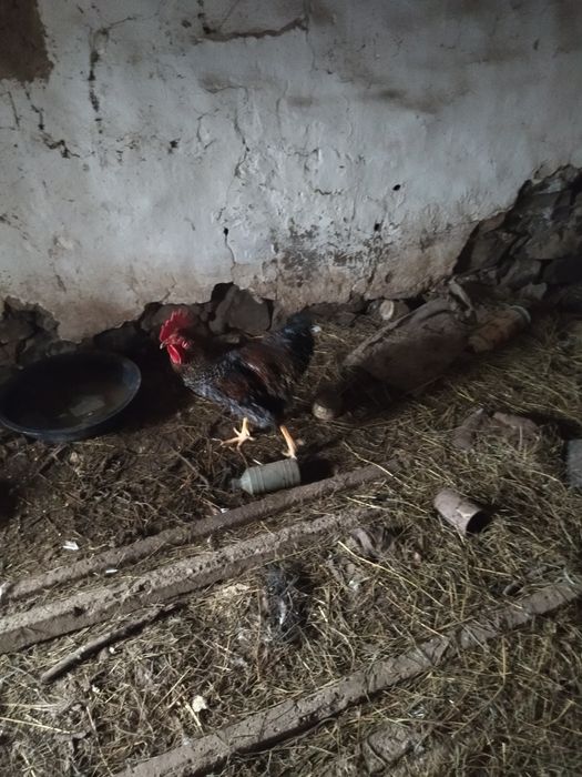 Петли за разплод