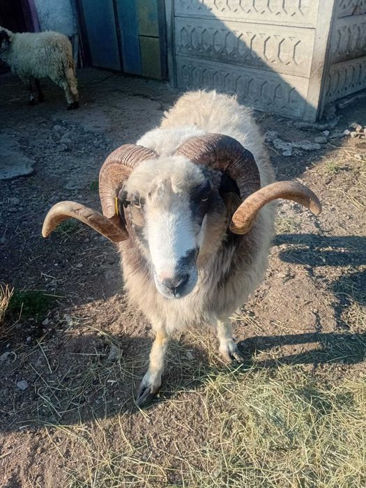 Vând berbec, relații la telefon 0739890825