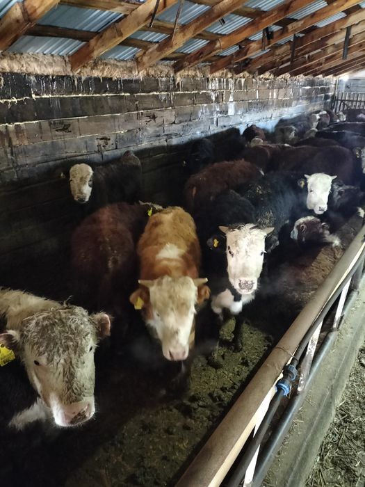 Бычки акбас ангус