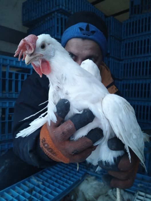 Куры несушки.         .