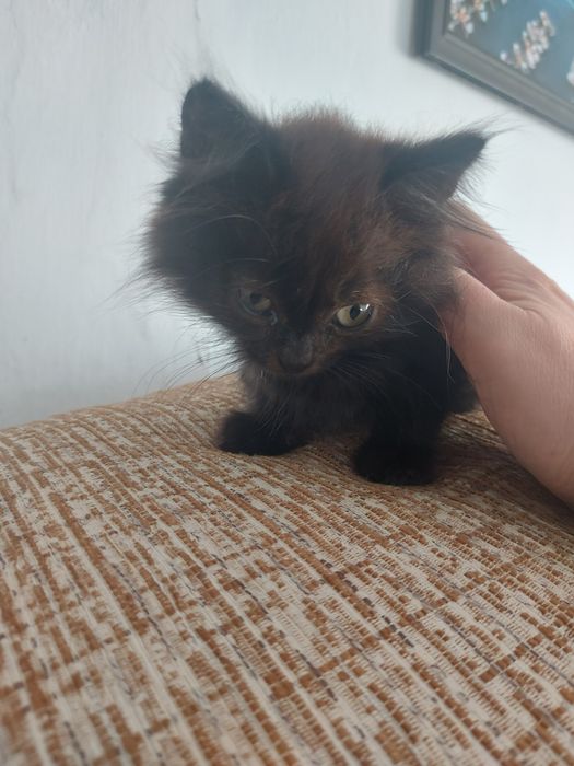 Отдам котёнка мальчика в добрые руки