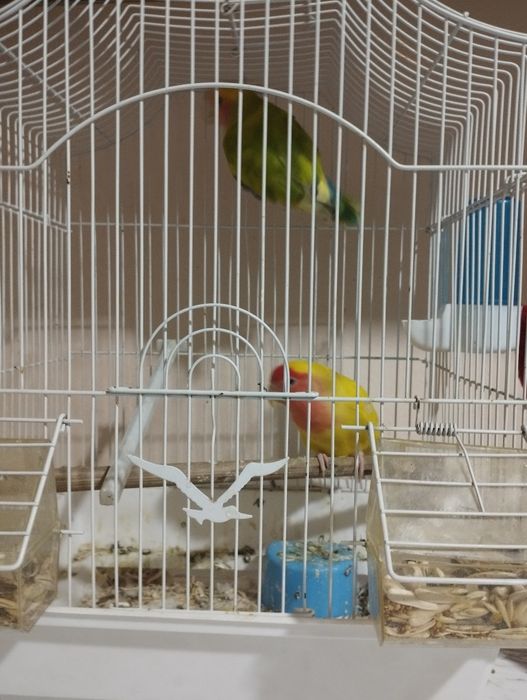 Неразлучник Папугай пара