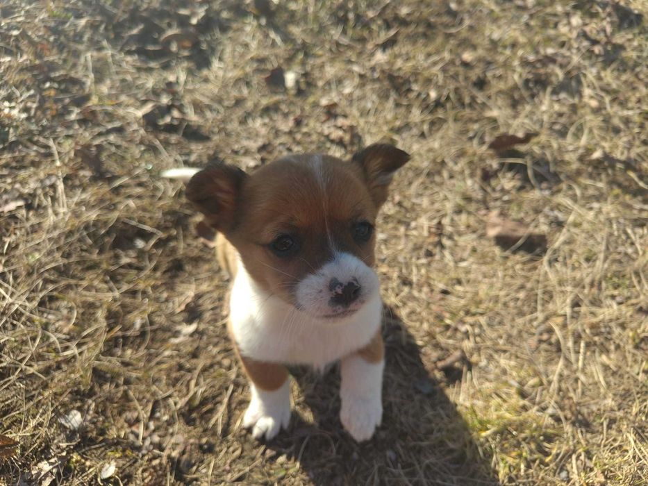 Catei 1 luna talie mica