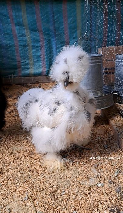 Американский шолк жужалар бор 2 хафталик ва каттарок