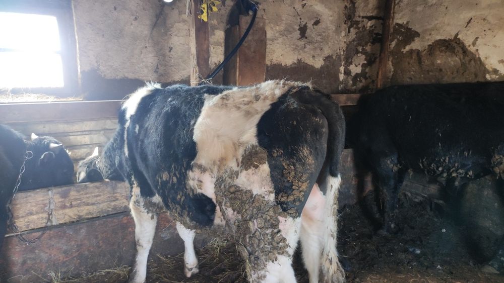 Бұқа сатылады жемделген