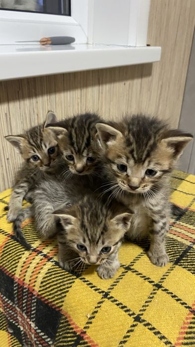 Отдам котят в добрые руки