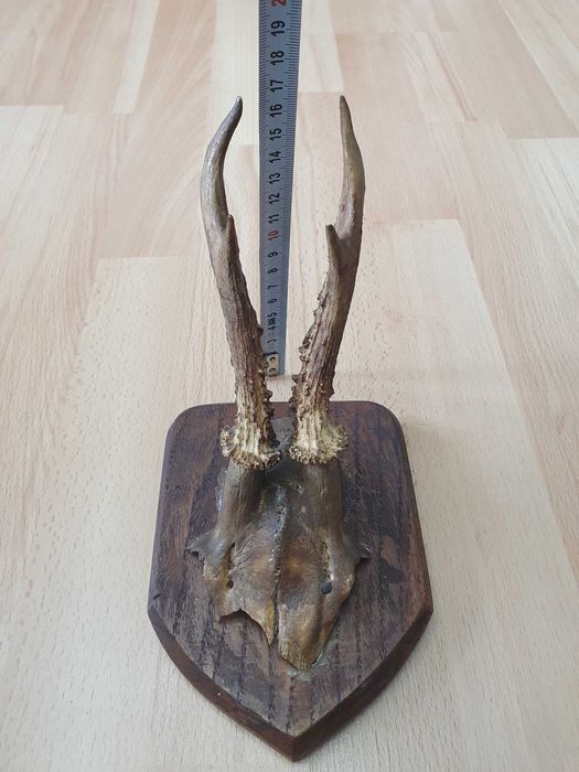 Panoplie coarne caprior