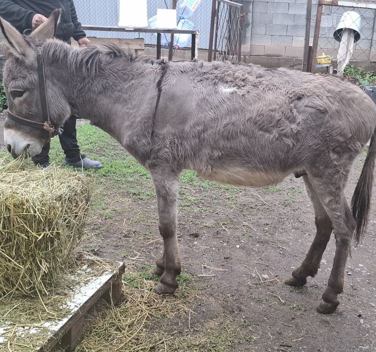 Продам   Ишака .