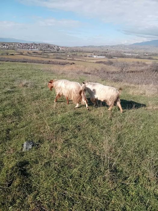 Млади пръчове и кози