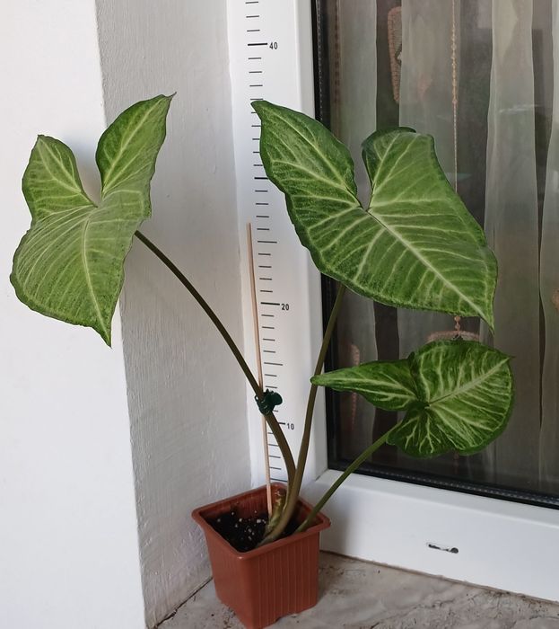 Колекция Сингониуми - Цвете на Щастието