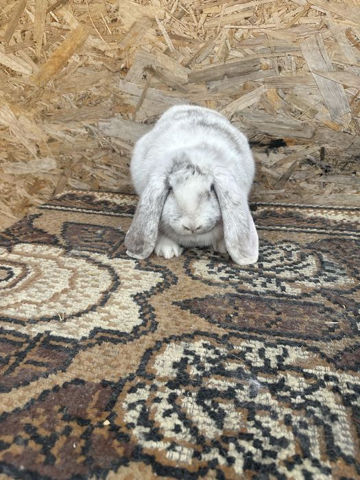 Iepuri berbec german