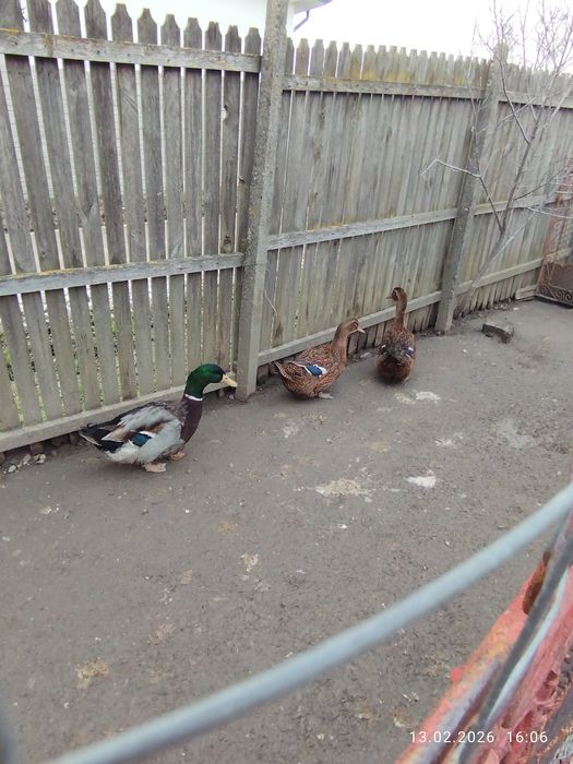 Rațe Rouen sălbatic