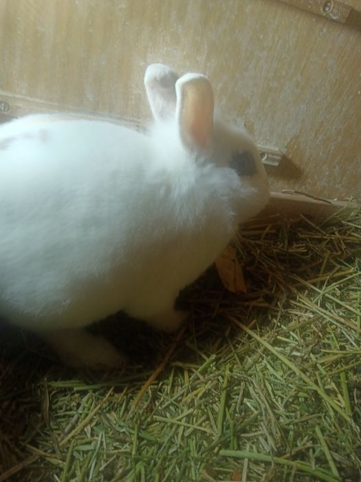 Продам кроликов декоративных.