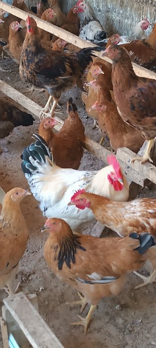 Продается куры домашные