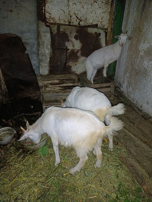 Продам трёхмесячных козлят