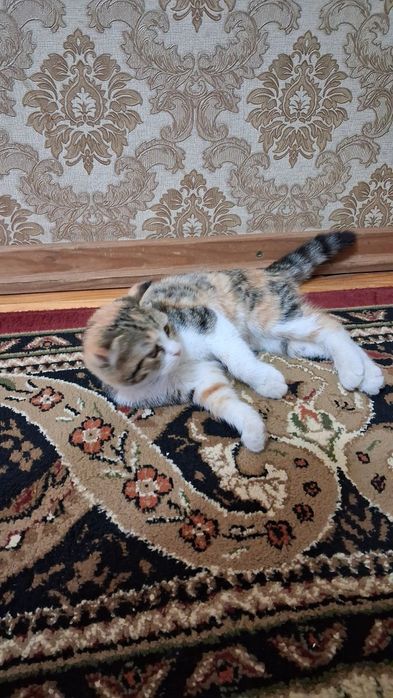 Мушук боласи  клоги кийшик