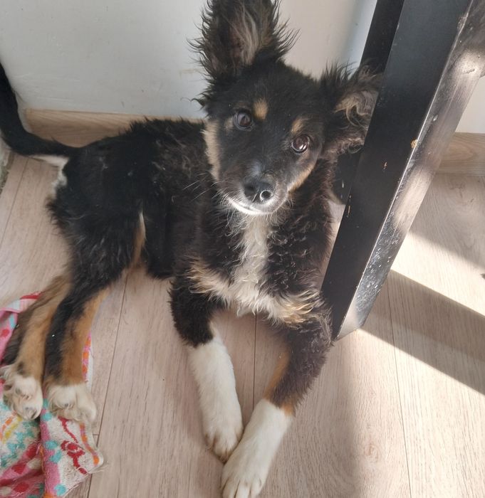 Ищем щенку хорошего хозяина.