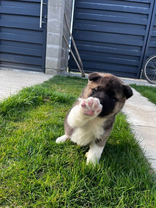 Akita american femela