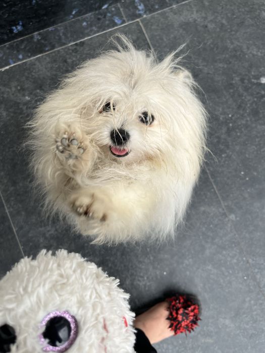 Шпиц собака продается