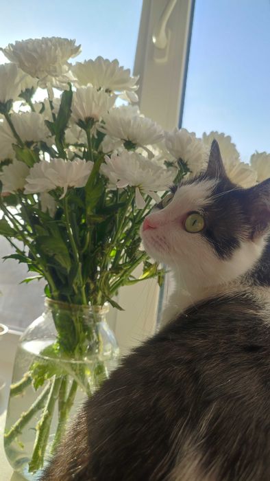 Отдам кошечку в хорошие руки