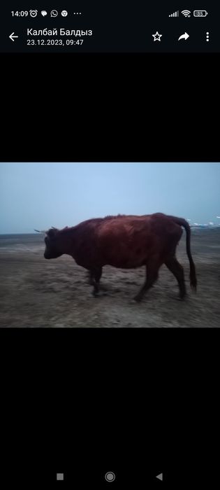 Сиыр сатылады, бағасы келісімді