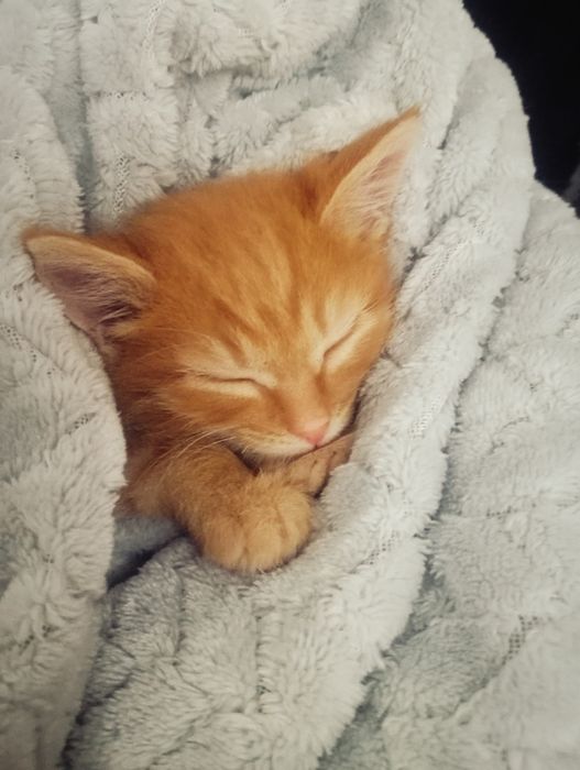 отдам котенка бесплатно