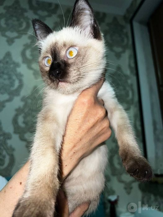 Мушук Скоттиш фолд 5ойли қора