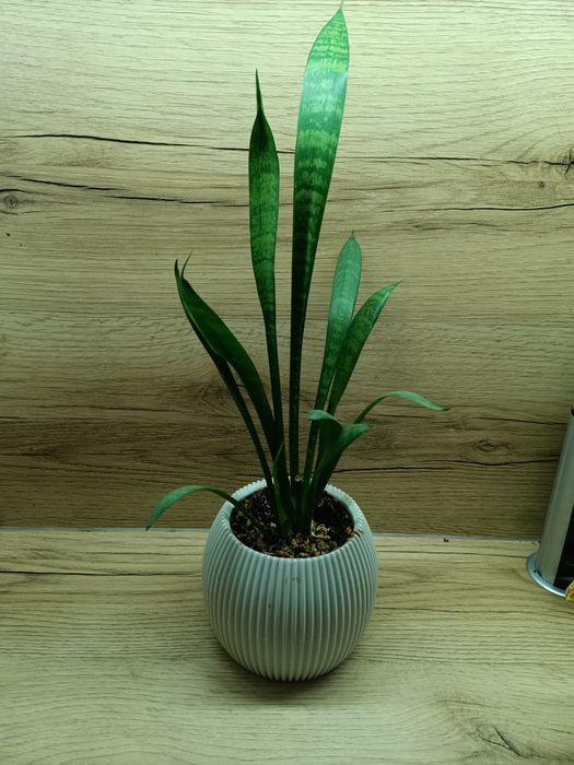 Сансерверия в кашпо