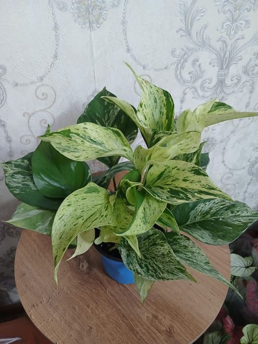 Комнатные растения Алматы