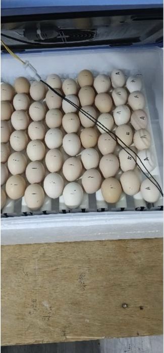 Продам инкубатор почти новый