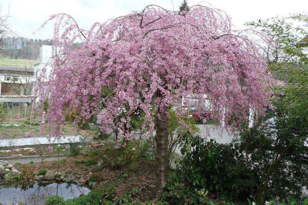 Плачеща японска вишна – Prunus ‘Pendula Rubra’