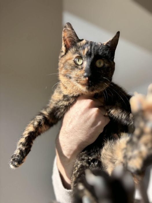 Коте Канела търси дом