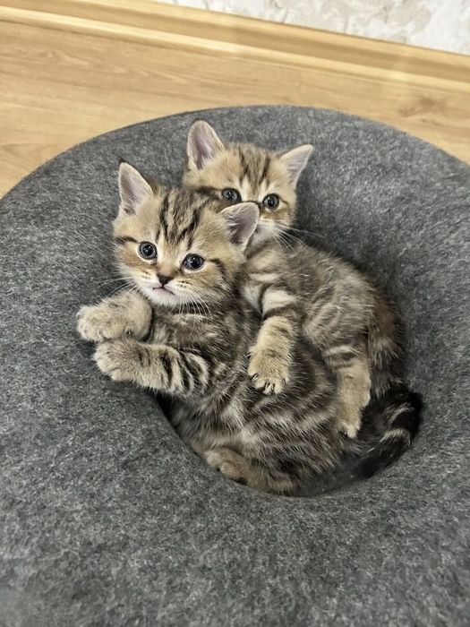 Британские котята