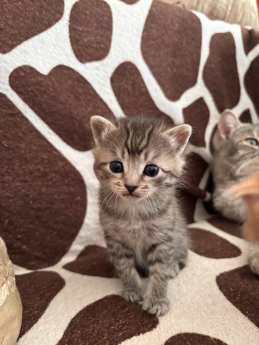 Отдам котят в добрые руки