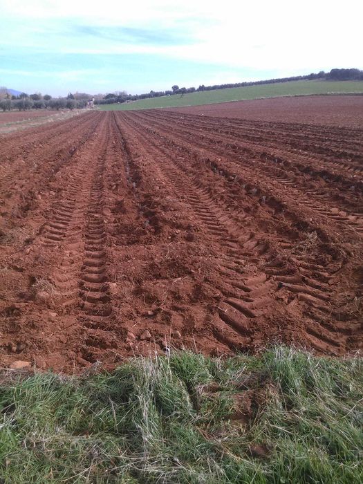 Butasi de Lavanda sevastopolis,campania 2025-2026