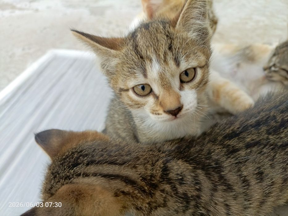 Отдам даром котят в добрые руки!