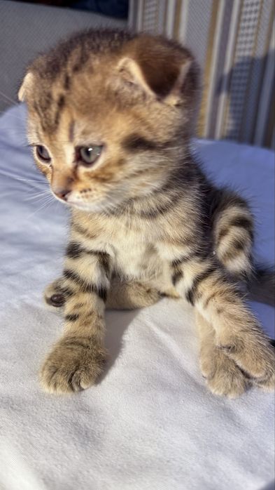 Шотландские вислоухие