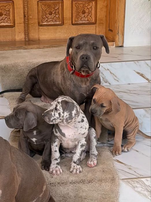 American bully  xl