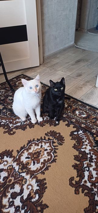 Вязка кот ищет кошку