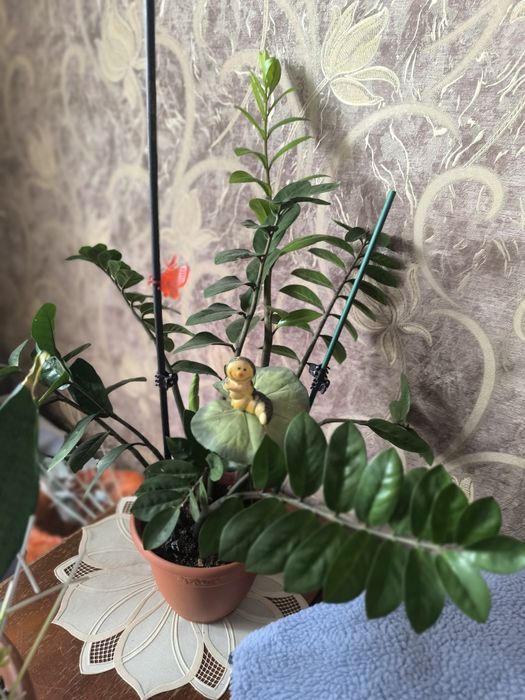 Продам замиокулькас.