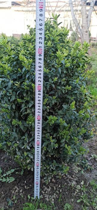 Шамшод кочати бор bo'yi 20 cm dan boshlanadi Shamshod ko'chati bor .