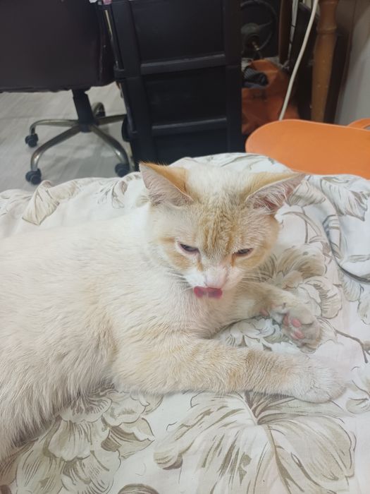 Отдам котёнка в добрые руки