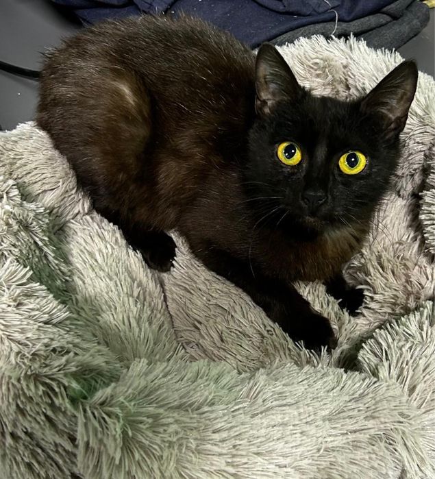 Котенок бесплатно с доставкой