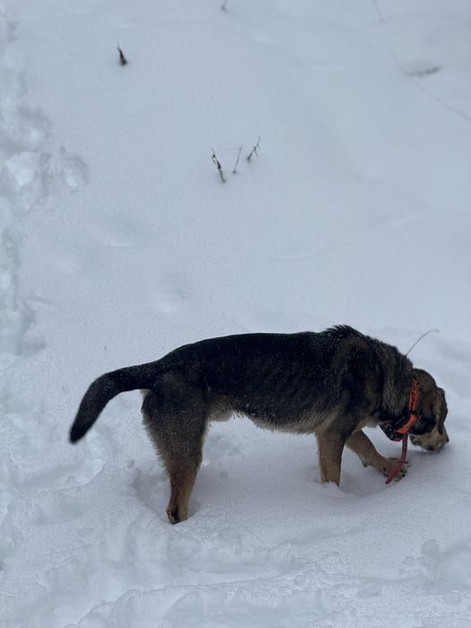 Câine de vânătoare
