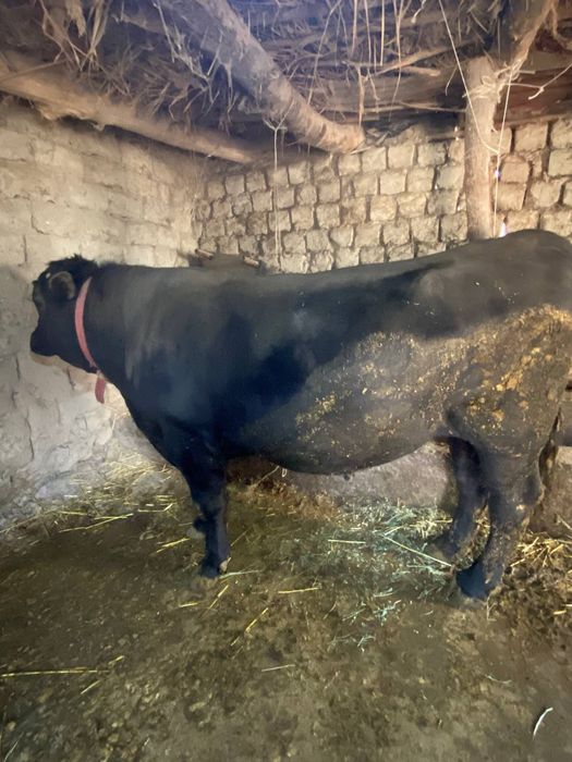 Angus va mesni mollar sotiladi