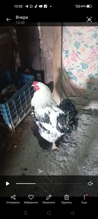 Продаю Брама-петушков,9мес.5000т.