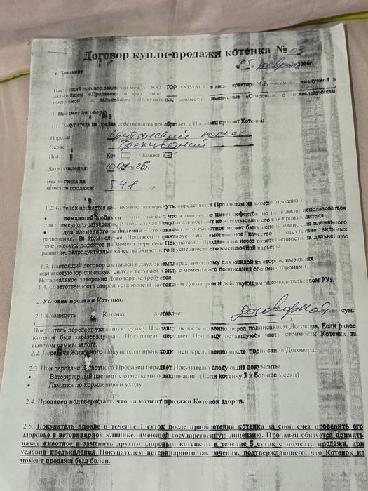 Продаётся котёнок британской породы.