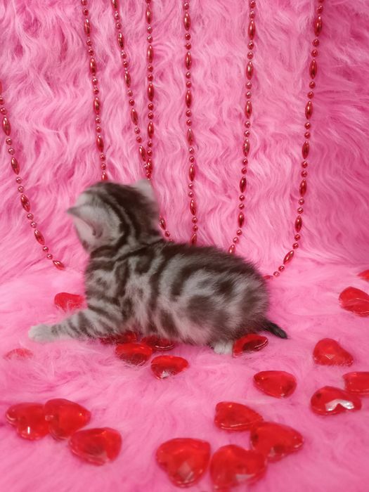 Продам котят девочек шотландка+бенгал